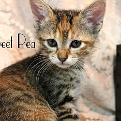 Thumbnail photo of Sweet Pea #3