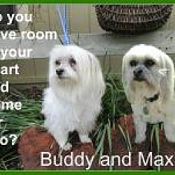 Photo of Buddy and Maxie