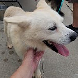 Shiba Inu Puppies For Sale In Iowa Adoptapetcom