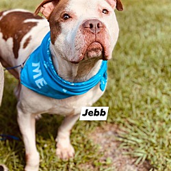 Crossed Paws Pet Rescue In Winter Haven Florida