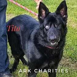 Thumbnail photo of Tito #2