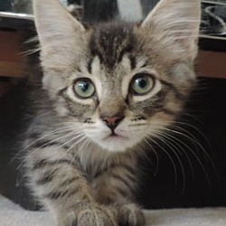 Photo of Charley (Lara Croft) Adopted Feb 2015