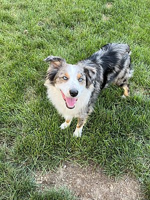 Indianapolis, In - Australian Shepherd. Meet Beau A Pet For Adoption 