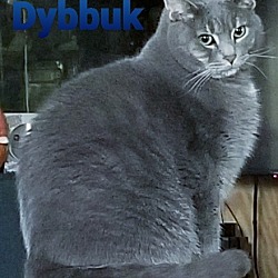 Photo of Dybbuk (Di-bik)