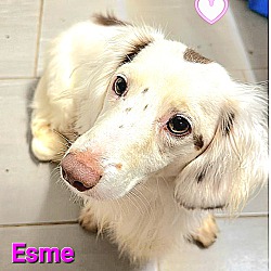Photo of Esme