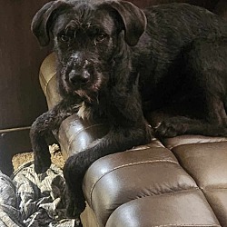 Poodle Standard Puppies and Dogs in Oakwood GA Buy or Adopt