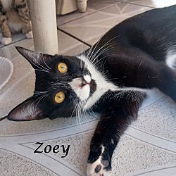 Thumbnail photo of ZOEY #2