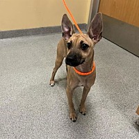 adopt a pet