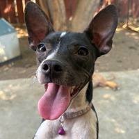 adopt a pet