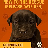adopt a pet
