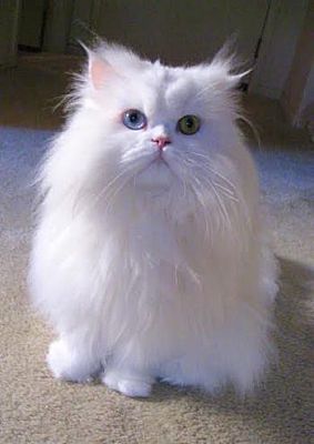 Davis, CA - Persian. Meet Miu a Pet for 