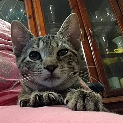 Adopted Pets At Stray Cat Alliance Texarkana In Texarkana Arkansas
