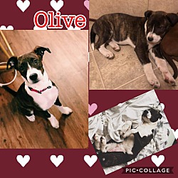 Thumbnail photo of Olive #1