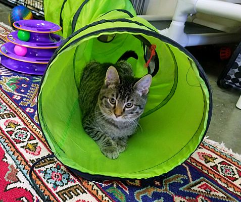 Leavenworth Ks Domestic Shorthair Meet Hansel A Pet For Adoption