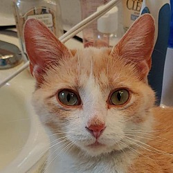 Available Pets At Happy Jack Cats Inc In Meridian Idaho
