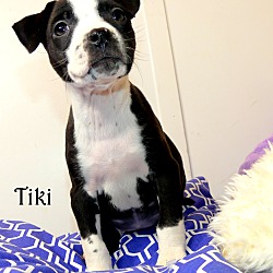 Thumbnail photo of Tiki~adopted! #1
