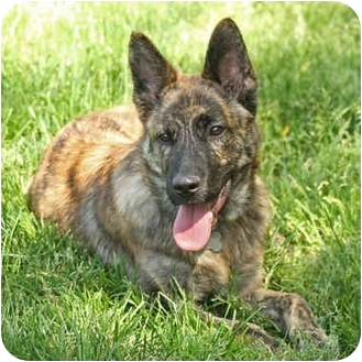 Santa Rosa Ca Australian Cattle Dog Meet Travis Siar Foster