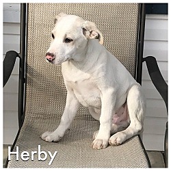Thumbnail photo of HERBY #2