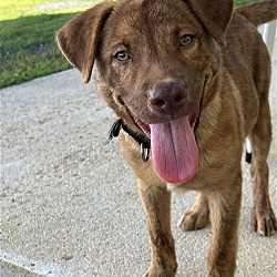 Photo of Jackson (Foster in PA)