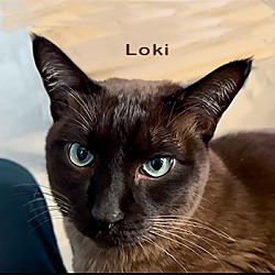 Thumbnail photo of Loki PENDING #4