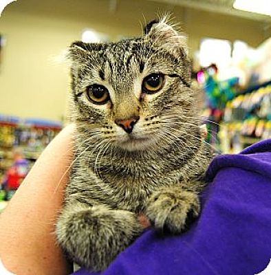 Plano Tx Scottish Fold Meet Melanie Scottish Fold Cutie A Pet For Adoption