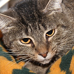 Thumbnail photo of Nellie (Spayed/Combo Tested) #3