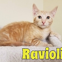 Thumbnail photo of Ravioli #1