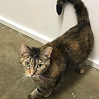 Harley S Angels Cat Rescue Inc In Darlington Pennsylvania