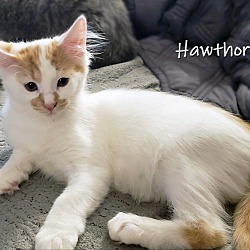 Photo of Hawthorne
