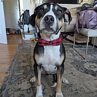 adopt a pet