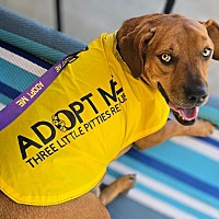 adopt a pet