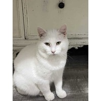 adopt-pet