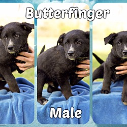 Thumbnail photo of Butterfinger (pom-dc) #4
