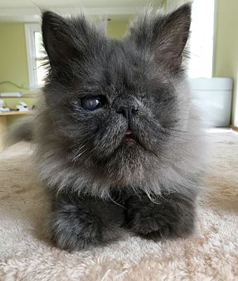 48 Top Photos Cat Rescue Waterbury Ct / Adopt A Pet Petsmart Charities