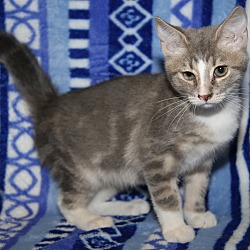 Thumbnail photo of Zazzy (Purrty Girl's Kitten) #2