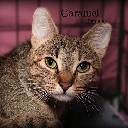 Thumbnail photo of Caramel #4