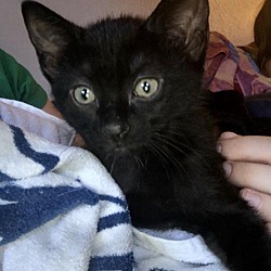 Helping Overpopulation Of Pets End Hope In Satellite Beach Florida