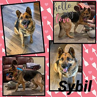 Adopt A Pet | PetSmart Charities