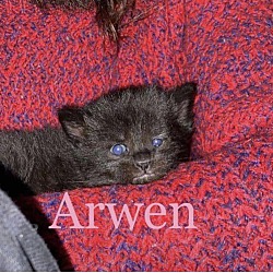 Photo of Arwen