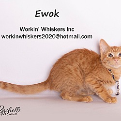 Photo of EWOK