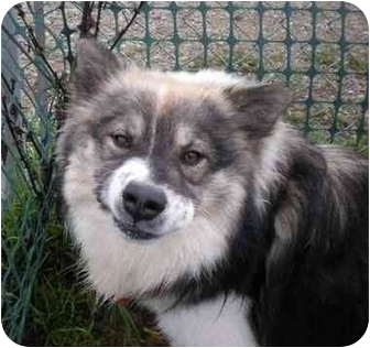 Patterson Ca Keeshond Meet Petey A Pet For Adoption