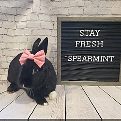 Photo of Spearmint