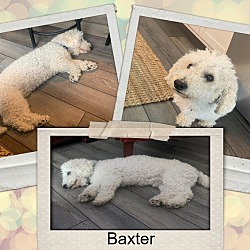 Photo of Adopted!! Baxter - N. FL