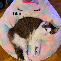 Thumbnail photo of Titan (and Chichi): Courtesy Post #2