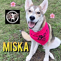 Photo of Miska Alaska Sweet Little Girl