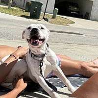 adopt a pet