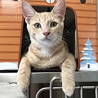 adopt a pet