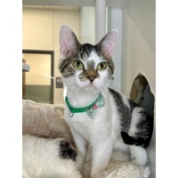 adopt-pet