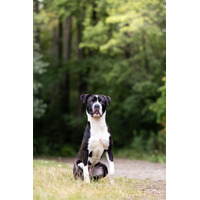 adopt-pet