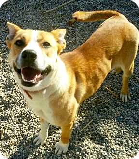 Valley Village Ca Australian Cattle Dog Meet Rozzy A Pet For Australian Cattle Dog Meet Rozzy A Pet